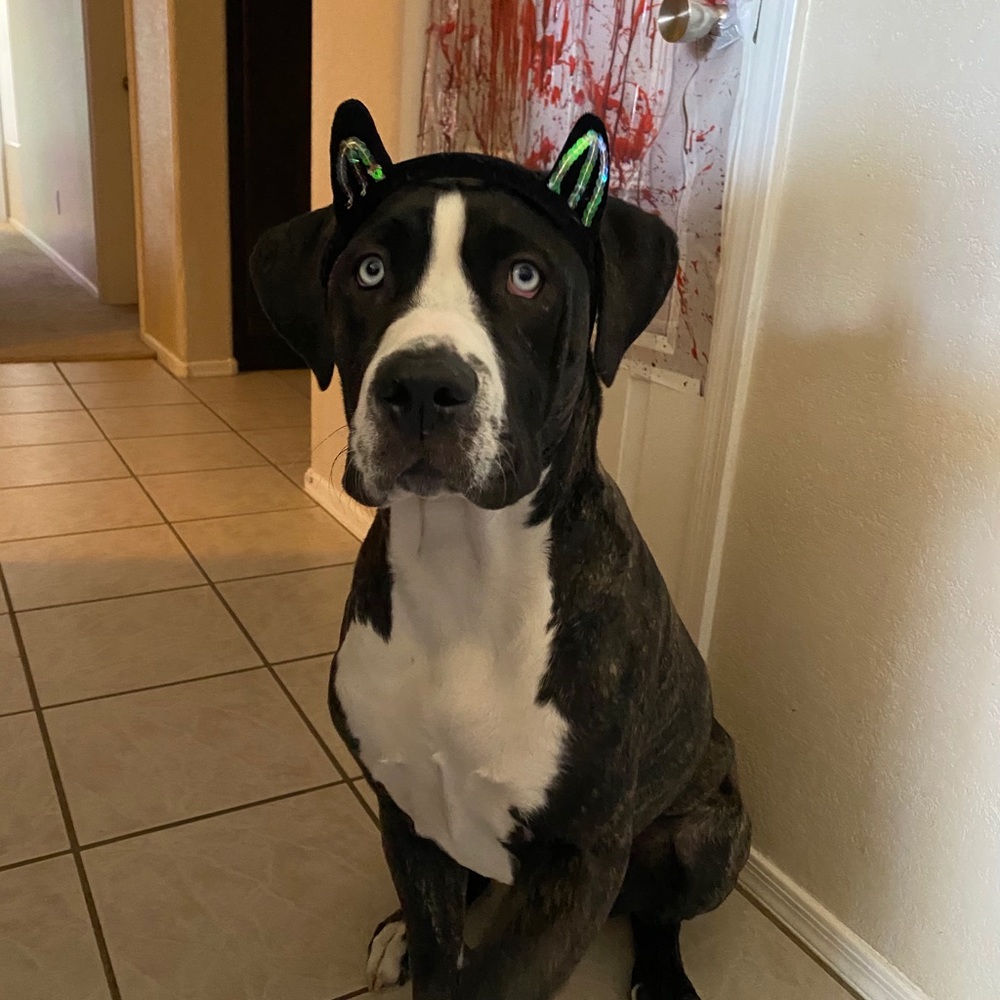 Meet your Posher, Ashley